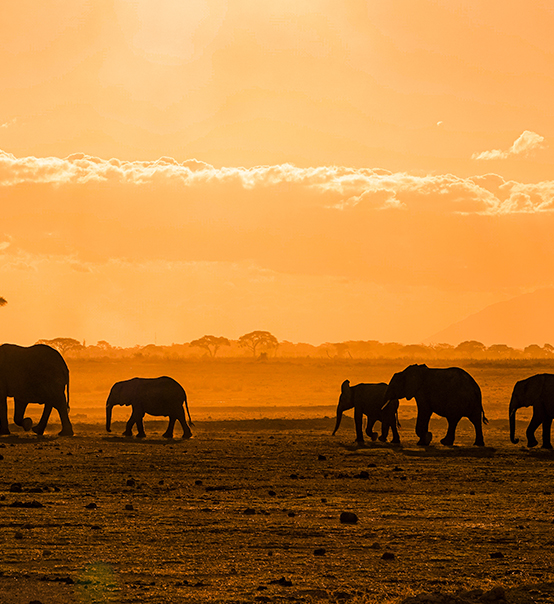 虎力全開，疫情兇猛他去非洲做了什么？